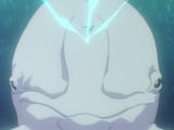 newtype dolphin
