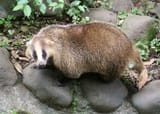 Meles_meles_anakuma_at_Inokashira_Park_Zoo