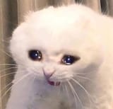 sadcat (1)