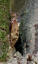 Large_Brown_Cicada_23aug12-aburazemi