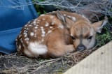 Deer-fawn-in-wild-in-backyard-credit-Carol-Munro-825x550
