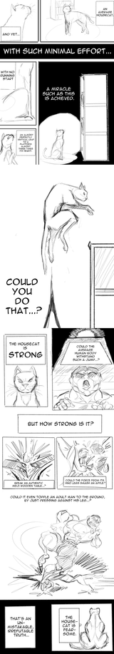 bakihousecat