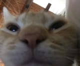 1554417014859