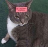 aggressive animal