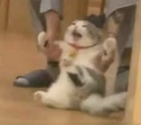 cat angery