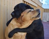 Dogs