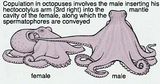 octopusMate
