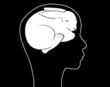 bunny brain
