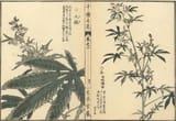 Cannabis woodblock print from Senshu no Hana by Kono Bairei in 1891