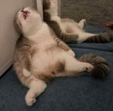 cat extremely tired