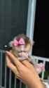 cute-baby-monkey_1_thumb.jpg