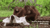 orangutan jungle school