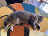 kitty