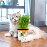 960-X-960-Cat-on-floor-1536x1536