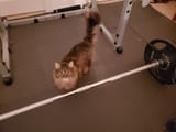 swolecat