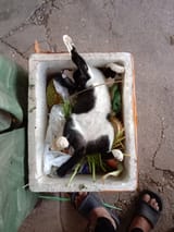 funni gato