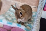 wide eyed bun