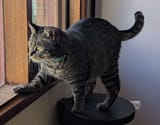 tigger