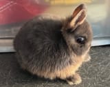 dumb rabbit