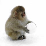 SNOWku