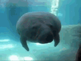 manatee-fail