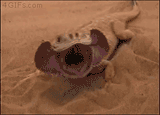 comfy lizard (2)