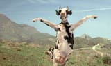 Kung_Pow!_Enter_the_Fist_Moo_Nieu