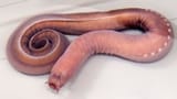 hagfish[1]