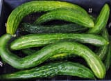 suyo-long-cucumber-7bc9b5bc3ad7f56ae032bef7114edbd3