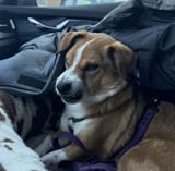 dog moody