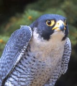 concerned_falcon