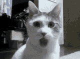 CAT (SHOCKED)
