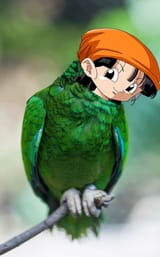 Panfag is like this