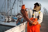 red lobster