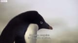 penguincrime