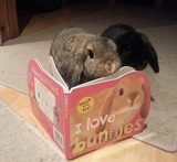 usagi reading