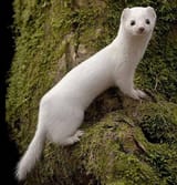 kamaitachi_if_he_real