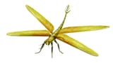 Meganeura