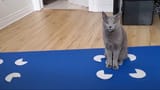 cat-in-box