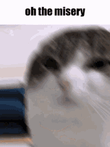 mizeria cat