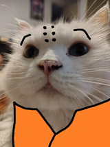 CatLIN