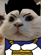 CATjita