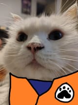CatKu