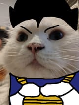 CATjita