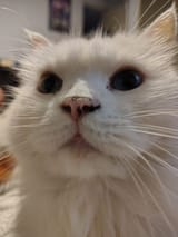 My Cat