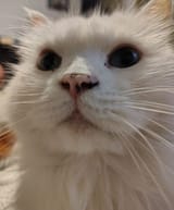 ss