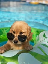 uika at the pool