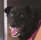 dog(1)