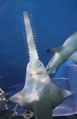 sawfish