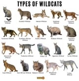 Types-of-Wild-Cats